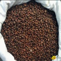 Siberian Premium Pine nuts