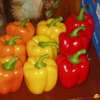 Fresh Color pepper
