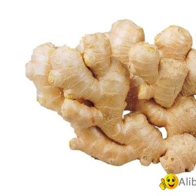 gingerpicture1