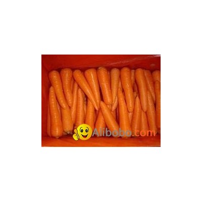 fresh carrotpicture1