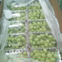 Fresh Grapes suppliers egypt