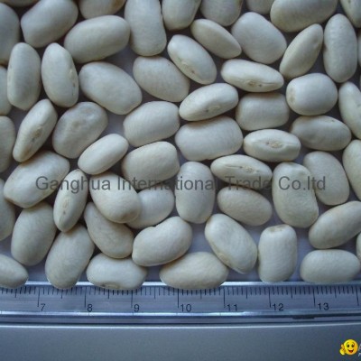 Square (Middle ) white kidney beanspicture1