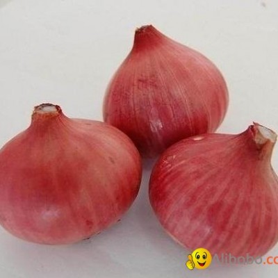 Fresh Onionspicture1