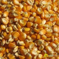 Yellow Corn Grade 1,Animal Feed,Yellow Maize Seed,Yellow Millet,Yellow Broom Cor