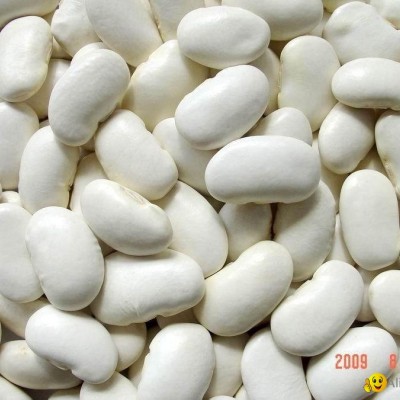 Large White Kidney Beans--50pcs/100gpicture1