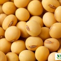 Soybeans