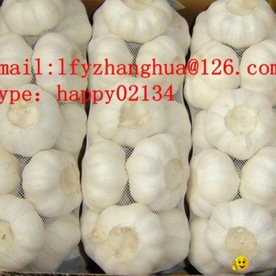 fresh garlicpicture1