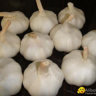 best garlicpicture1