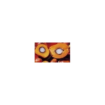 crud palm oilpicture1