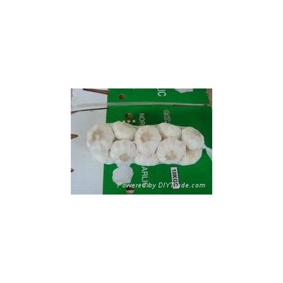 normal white garlicpicture1