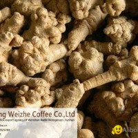 Notoginseng Root Extract Wen shan Radix Notoginseng--account for 90% of globall