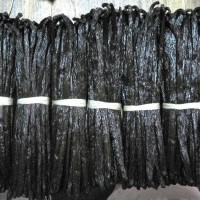 exporter of   vanilla beans