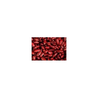Export Broad White Kidney Dry Beans For Sale 2013 Croppicture1