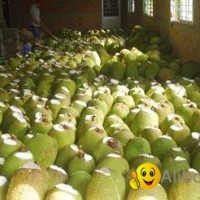 HIGH QUALITY JACKFRUIT