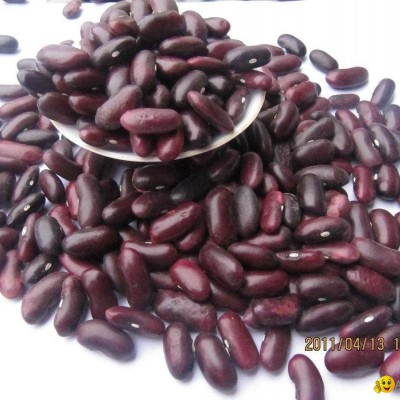 red kidney beanspicture1