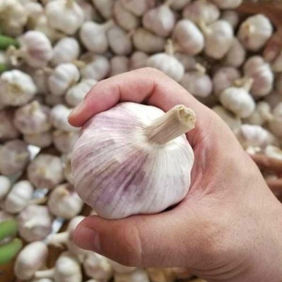 2017 new crop fresh garlic white garlicpicture1