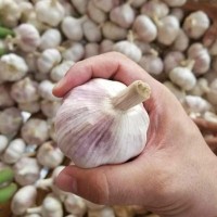 2017 new crop fresh garlic white garlic