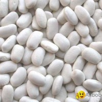 White Kidney Beans - New harvest