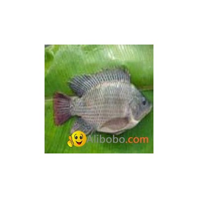 Frozen Black Tilapia Fish Whole Roundpicture1