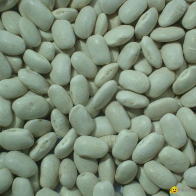 White Kidney Beans Midium Shapepicture1