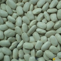 White Kidney Beans Midium Shape