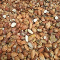 Dried Jackfruit Seed for animal feed or fertilizer