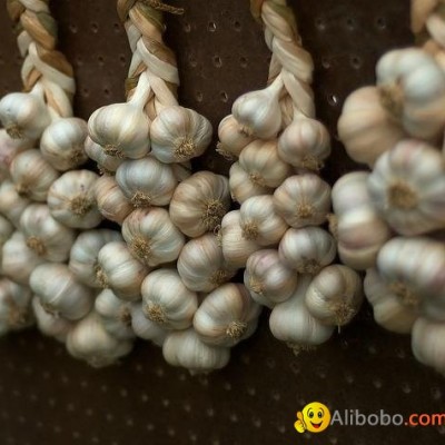 China garlicpicture1