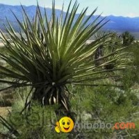 Yucca Schidigera Extract NP Food Grade - Raw Material Kosher Food Grade