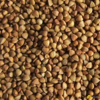 Roasted Buckwheat Kernel