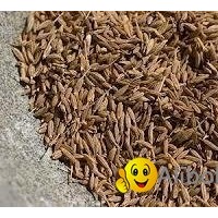 Cumin Seeds - Best Quality