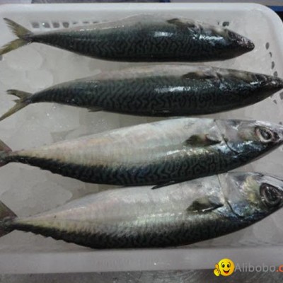 NEW LANDING FROZEN FISH PACIFIC MACKEREL SEA FROZEN 150-250Gpicture1