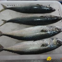 NEW LANDING FROZEN FISH PACIFIC MACKEREL SEA FROZEN 150-250G