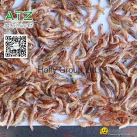 dried river shrimp