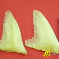 Lower Caudal