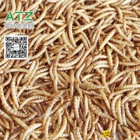 Dried Mealworm