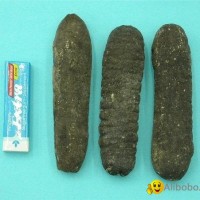 Sea Cucumber