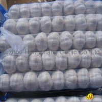 5.0cm pure white garlic