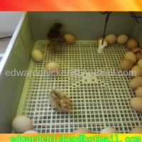 96A mini homa made professional incubator