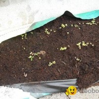 Grow Bags