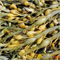 Ascophyllum nodosum