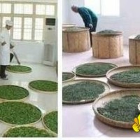 longjing tea before qingming festival