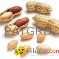 Groundnut Kernal