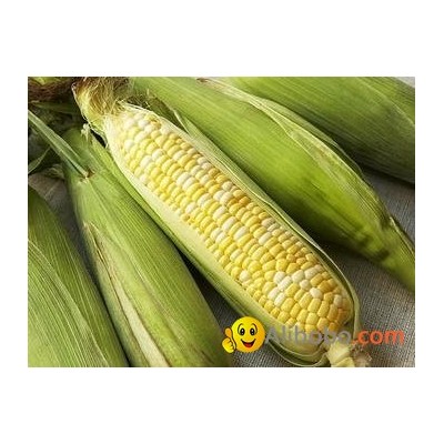 yellow cornpicture1