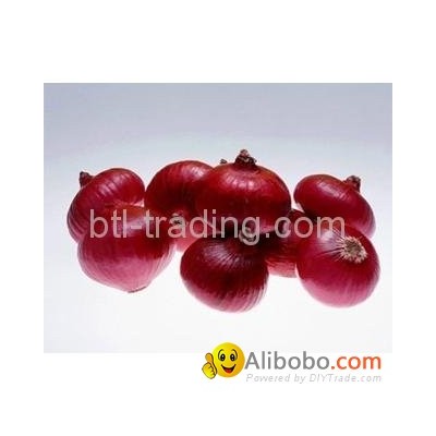 Onionpicture1
