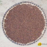 Shell Clove