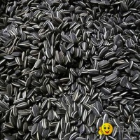 Sunflower Seeds