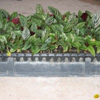 Calathea