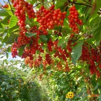 Schisandra chinensis Turcz Baill seeds