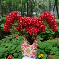 Ginseng seed