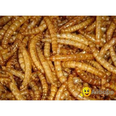 dried mealwormpicture1